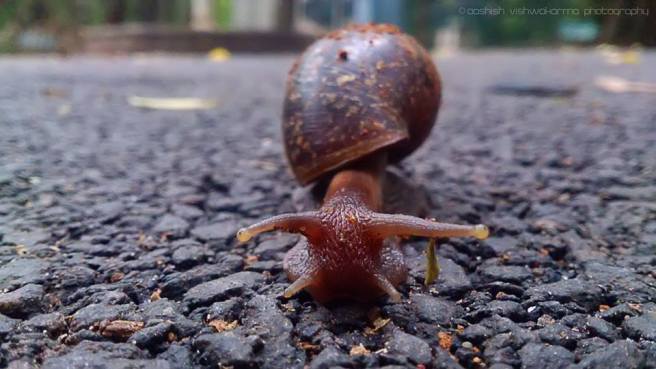 aashish_snail